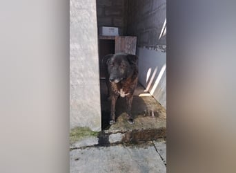 Bruno sucht sein Gnadenplätzchen