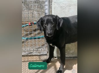 Calimero möchte ankommen