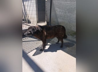 Bruno sucht sein Gnadenplätzchen