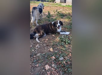 Romy sucht ihr Glück