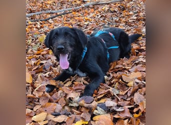 Marcellino sucht sein Glück