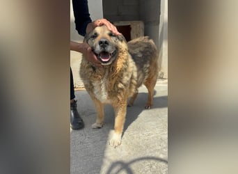Lupetto sucht seine Menschen
