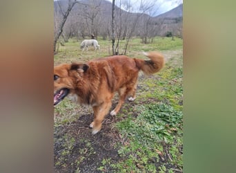 Bobby sucht sein für immer Zuhause