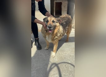 Lupetto sucht seine Menschen