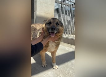 Lupetto sucht seine Menschen