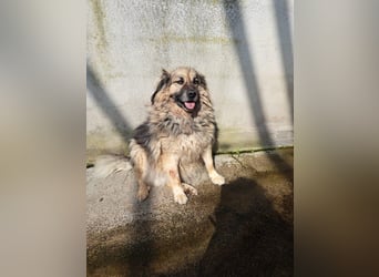 Argo sucht seine Menschen