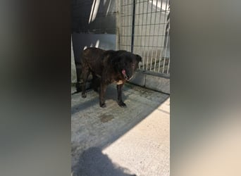 Bruno sucht sein Gnadenplätzchen