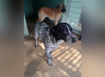 Poldo sucht sein Glück