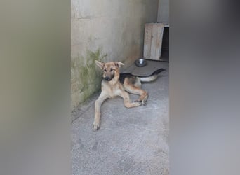 Notfellchen Luis
