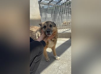 Lupetto sucht seine Menschen