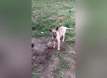 Laika sucht ihr für immer Zuhause