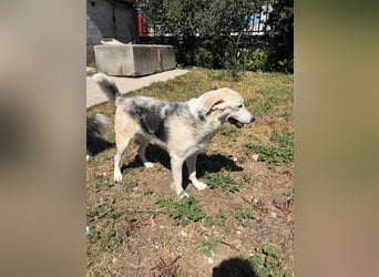 Scilla sucht ihr Zuhause