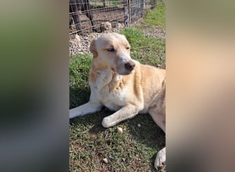 Wir suchen Paten für Azzura