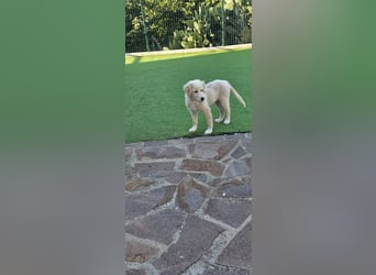 Brando sucht seine Menschen