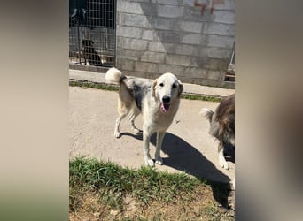 Scilla sucht ihr Zuhause