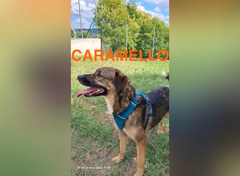 Caramello sucht sein Körbchen