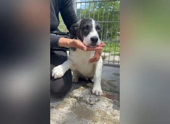 Lover sucht sein Glück