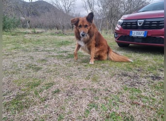 Bobby sucht sein für immer Zuhause