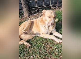 Wir suchen Paten für Azzura