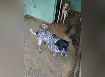 Poldo sucht sein Glück