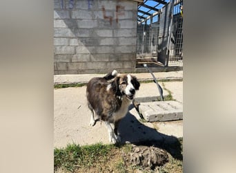 Romy sucht ihr Glück