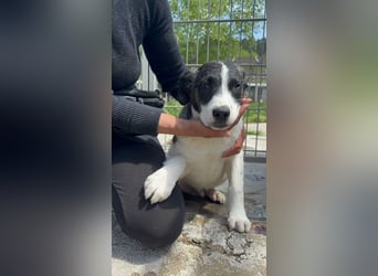 Lover sucht sein Glück