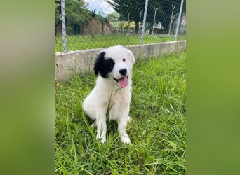 Giotto sucht sein Glück