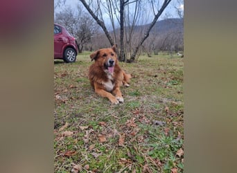 Bobby sucht sein für immer Zuhause