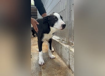 Heart sucht seine Menschen