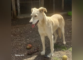 Wir suchen Paten für Liz