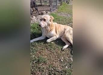 Wir suchen Paten für Azzura