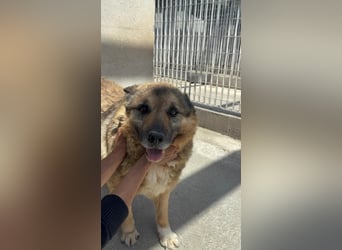 Lupetto sucht seine Menschen