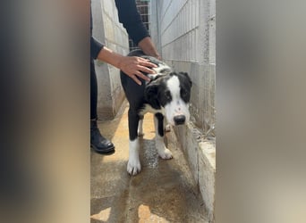 Heart sucht seine Menschen