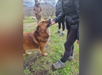 Bobby sucht sein für immer Zuhause