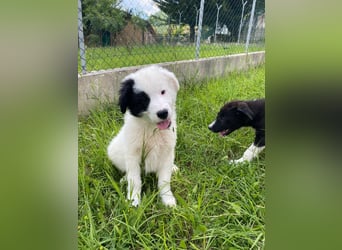 Giotto sucht sein Glück