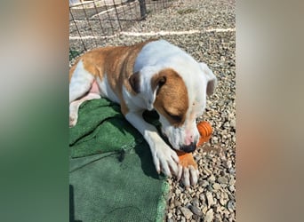 Pate für Sabrina gesucht