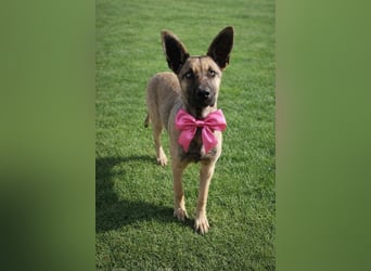 Laika sucht ihr für immer Zuhause