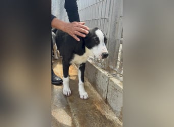 Heart sucht seine Menschen