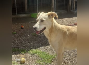 Wir suchen Paten für Liz