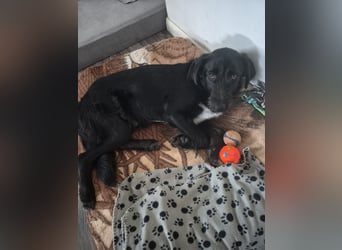 Marcellino sucht sein Glück