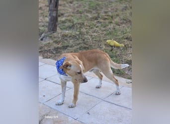 Noel sucht seine Menschen