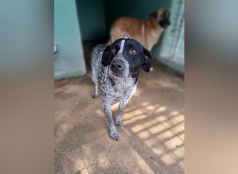 Poldo sucht sein Glück