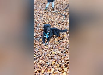 Marcellino sucht sein Glück