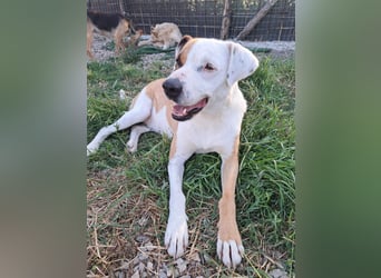 Pate für Sabrina gesucht