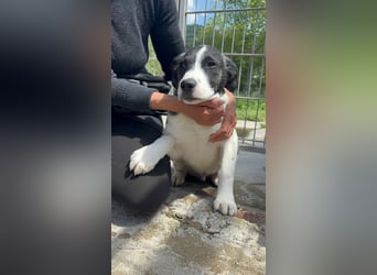 Lover sucht sein Glück