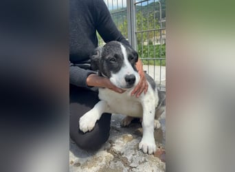 Lover sucht sein Glück