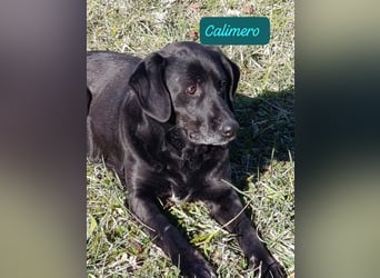 Calimero möchte ankommen