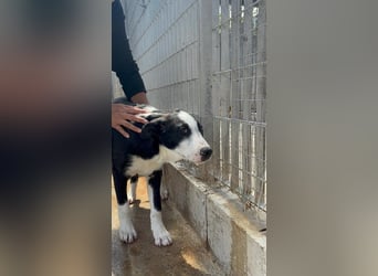 Heart sucht seine Menschen