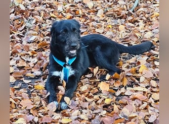 Marcellino sucht sein Glück