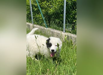Giotto sucht sein Glück